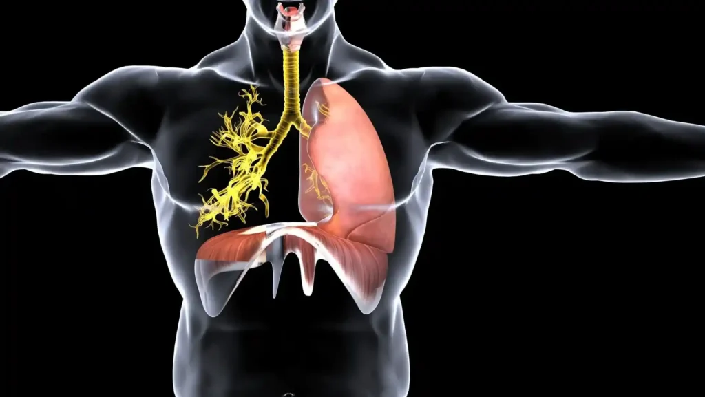 Ilustração anatômica mostrando pulmões e vias aéreas para explicar impactos da posição prona na respiração.