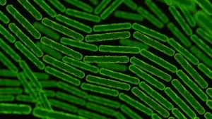 Imagem microscópica de superbacterias em formato de bastonetes verdes fluorescentes agrupadas sobre fundo escuro