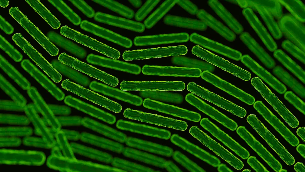 Imagem microscópica de superbacterias em formato de bastonetes verdes fluorescentes agrupadas sobre fundo escuro