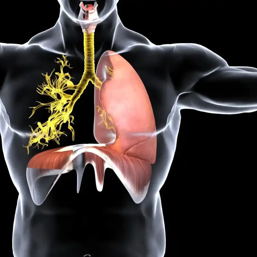 Ilustração anatômica mostrando pulmões e vias aéreas para explicar impactos da posição prona na respiração.