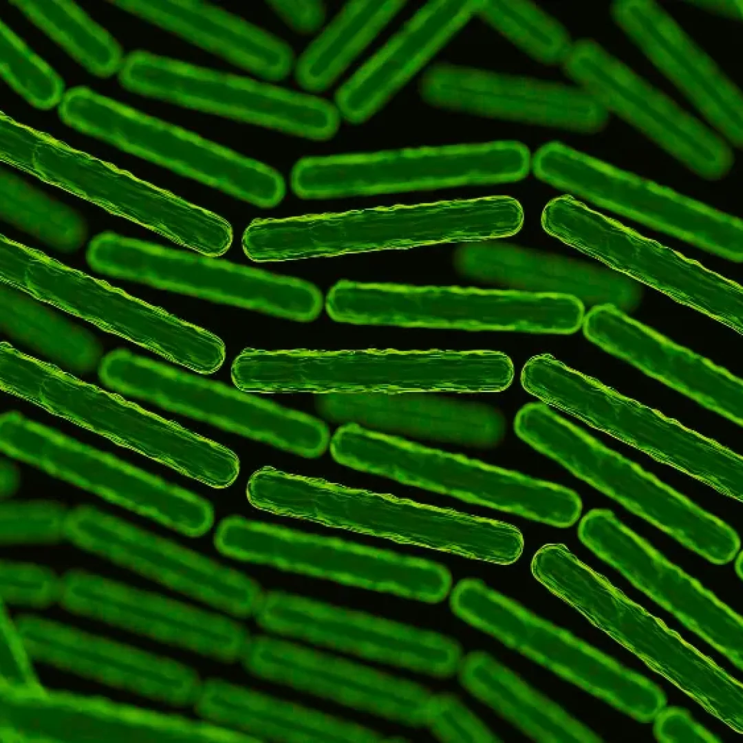 Imagem microscópica de superbacterias em formato de bastonetes verdes fluorescentes agrupadas sobre fundo escuro